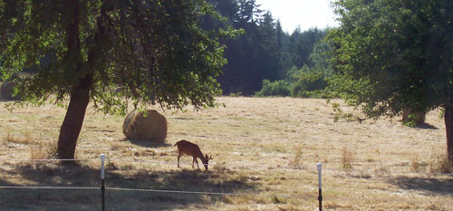 Deer under apple trees
