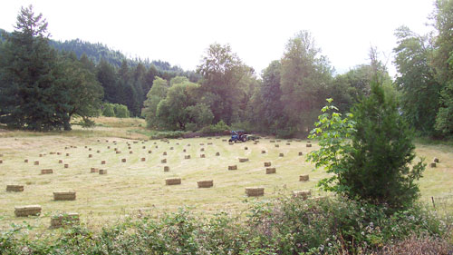 Bottom pasture