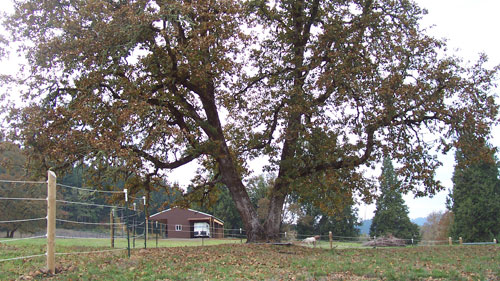 Barn from front yard