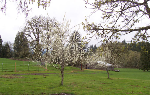 Flowering plums
