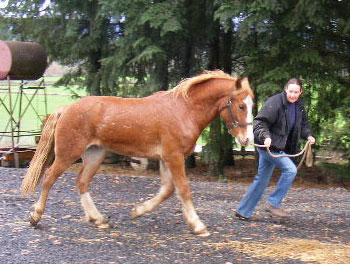 Trotting with Megan